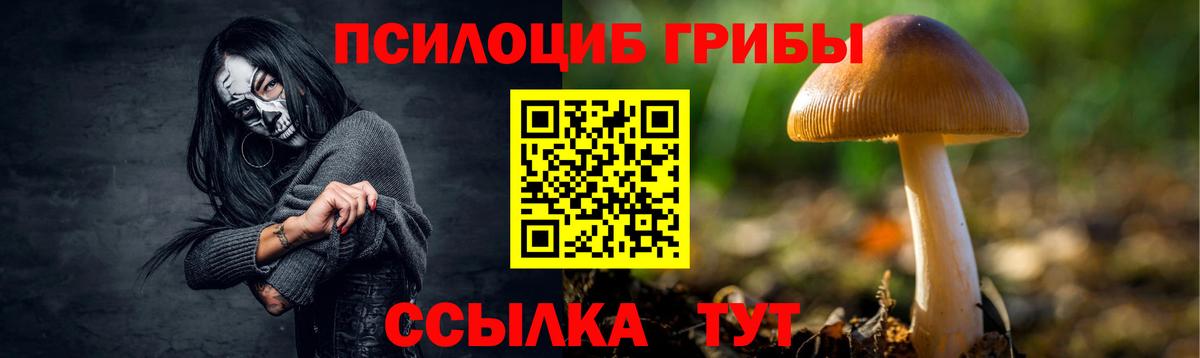 Галлюциногенные грибы Psilocybe Пугачёв